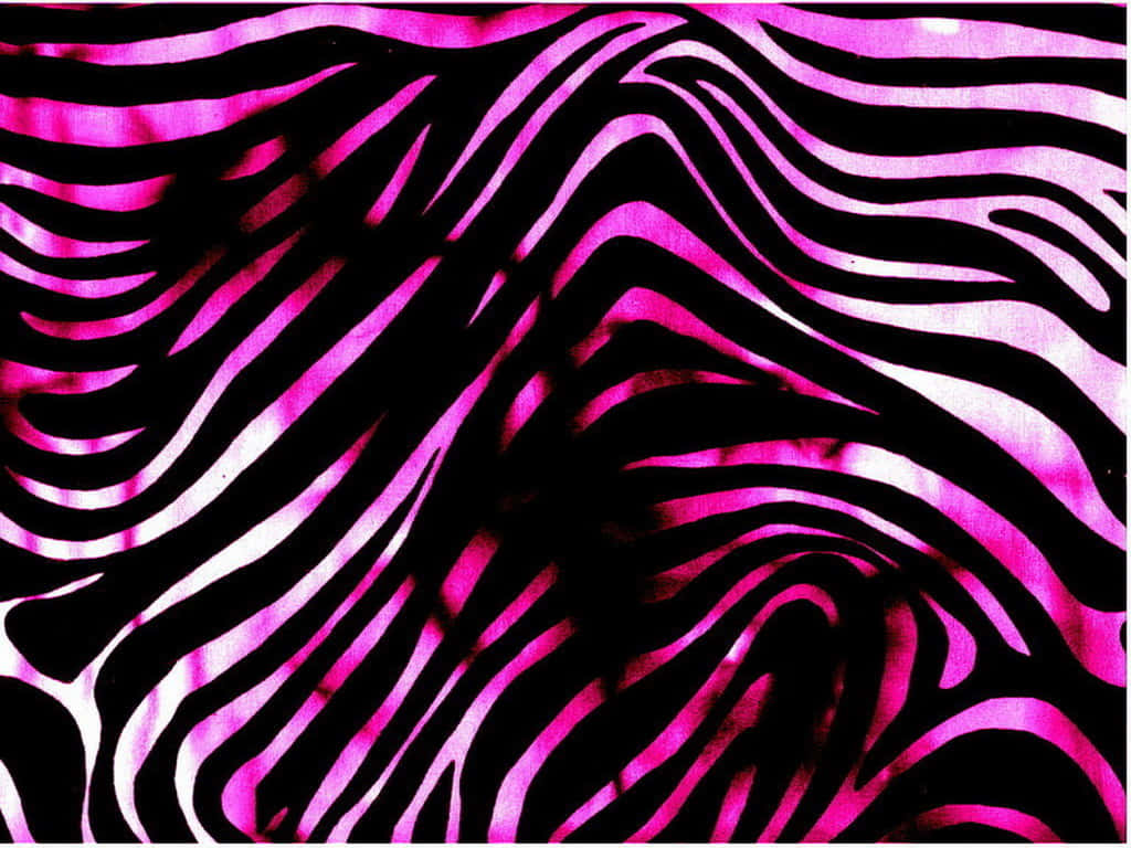 Pink Zebra, vibrant pink, black, SD Desktop Wallpaper