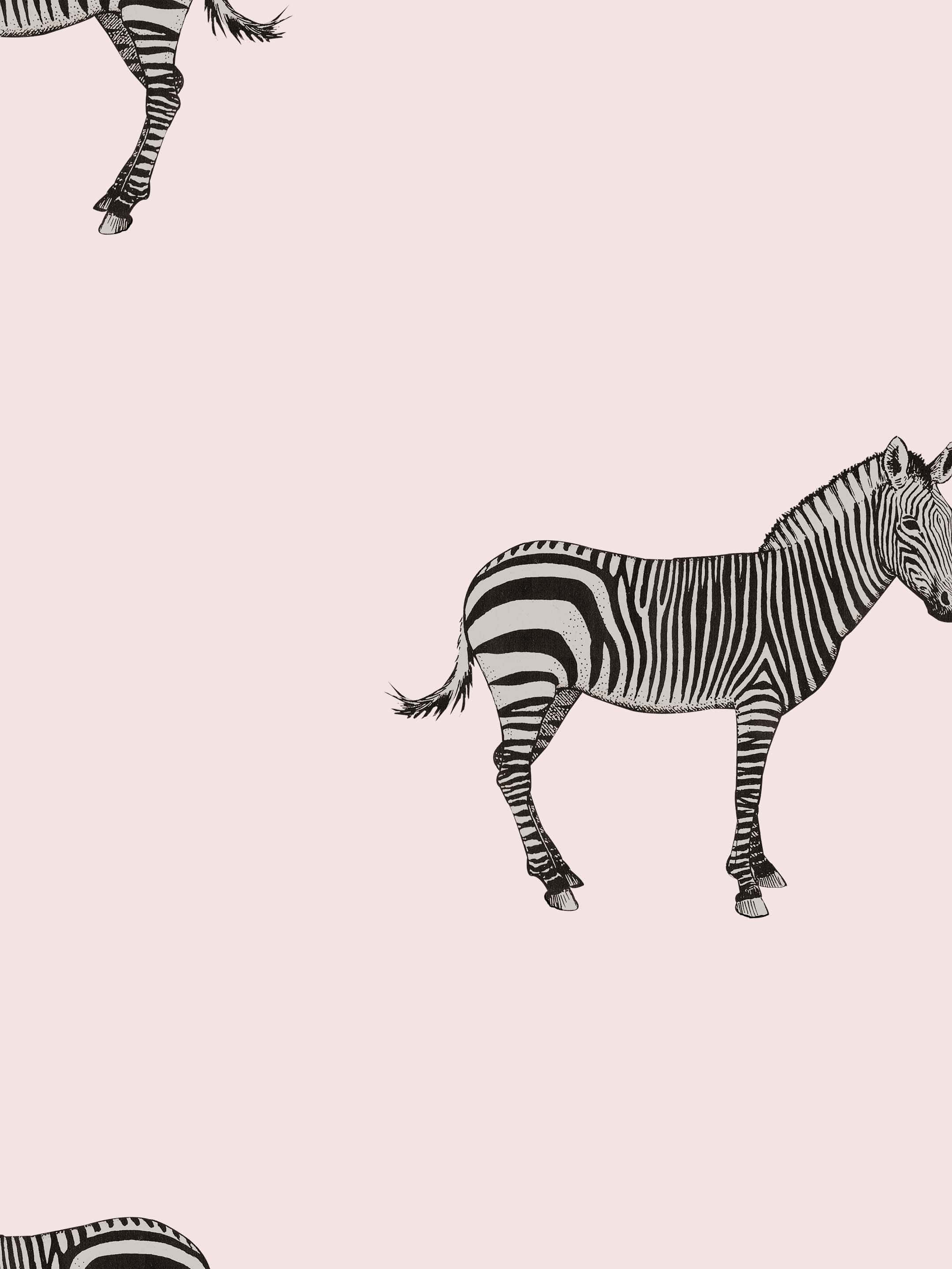 pink zebra, zebra, black and white, 2K Phone Wallpaper