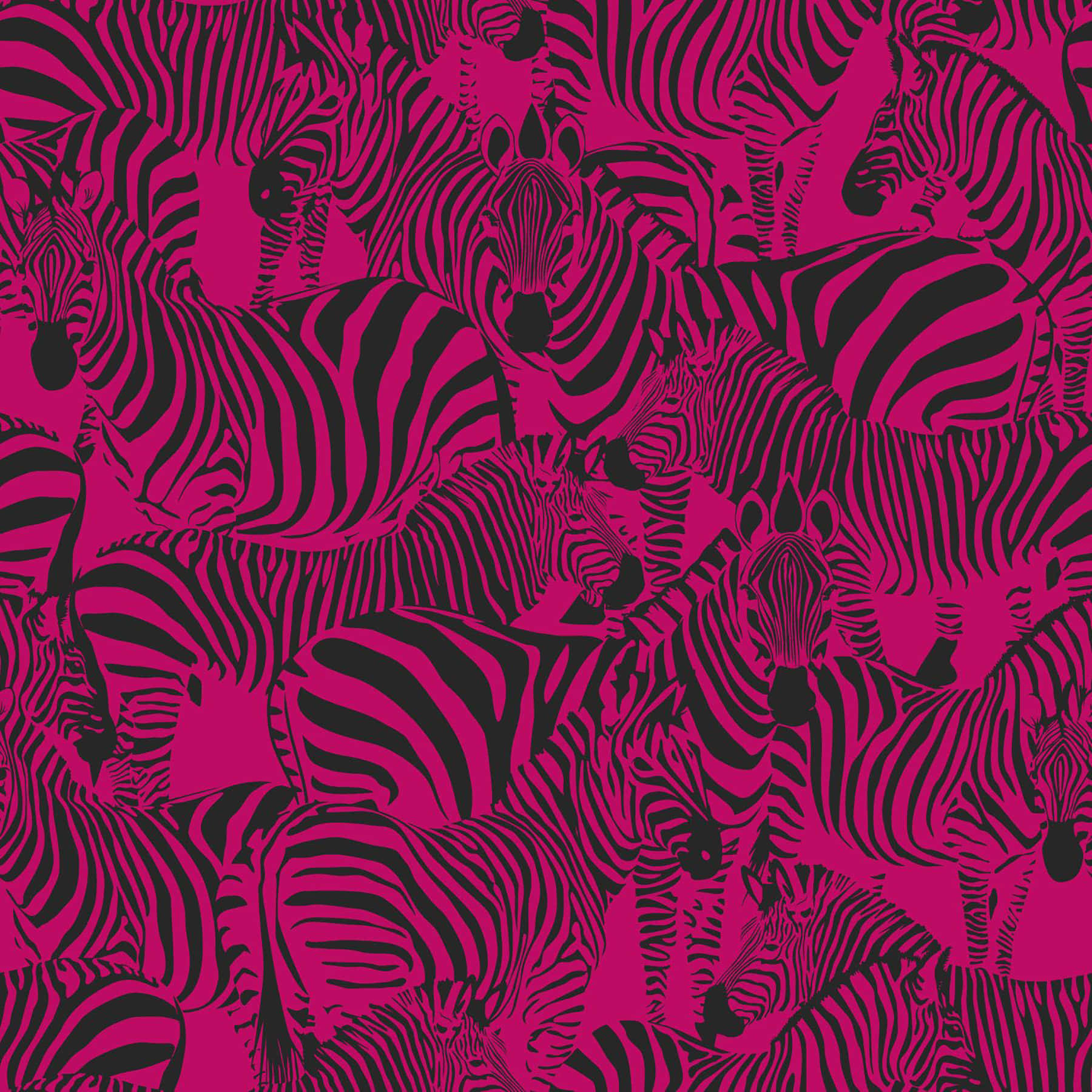Pink Zebra, black zebra pattern, vibrant pink, HD Desktop Wallpaper