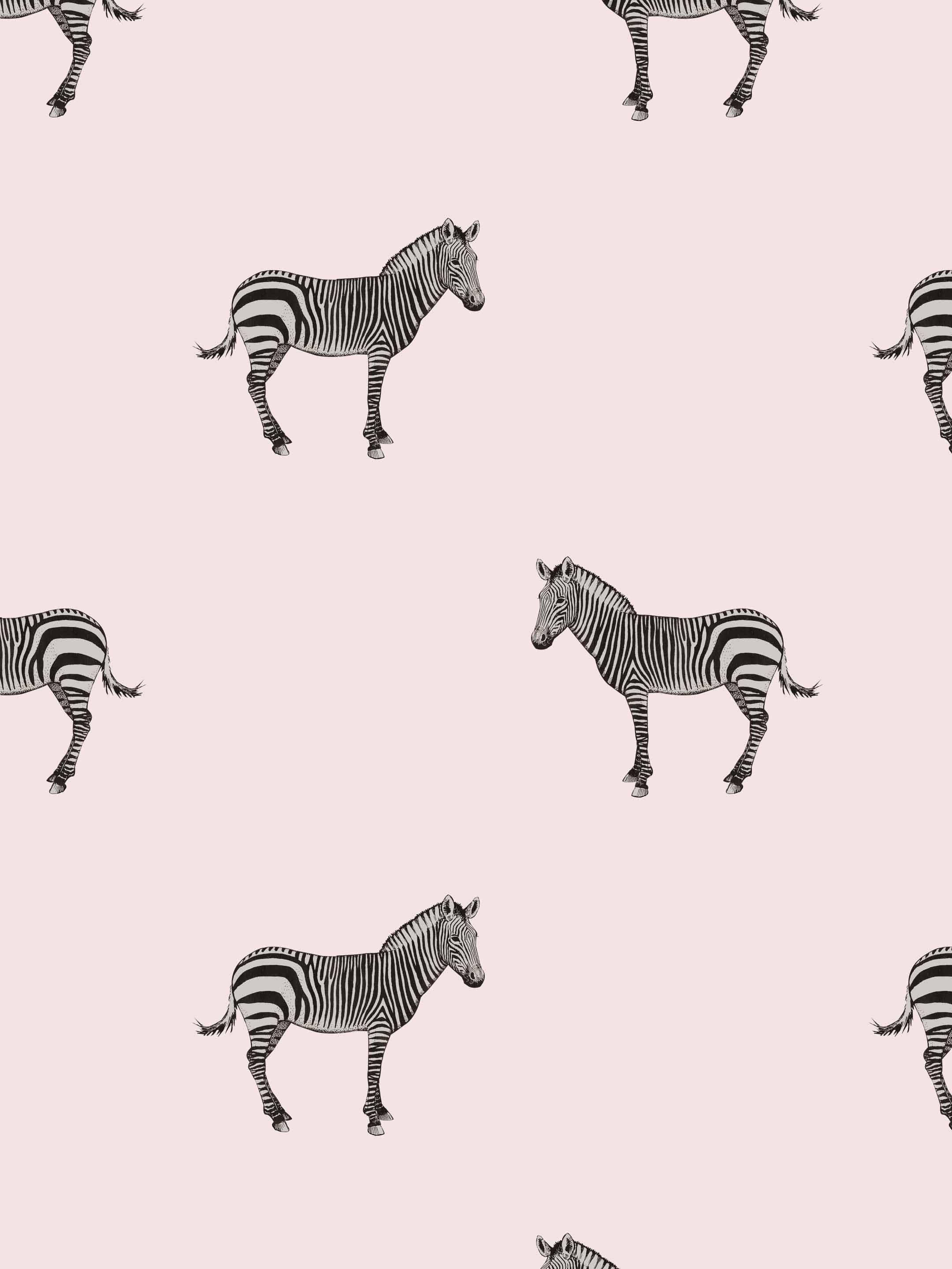 Pink Background Mini Zebra, black and white zebras, soft pink background, 2K Phone Wallpaper