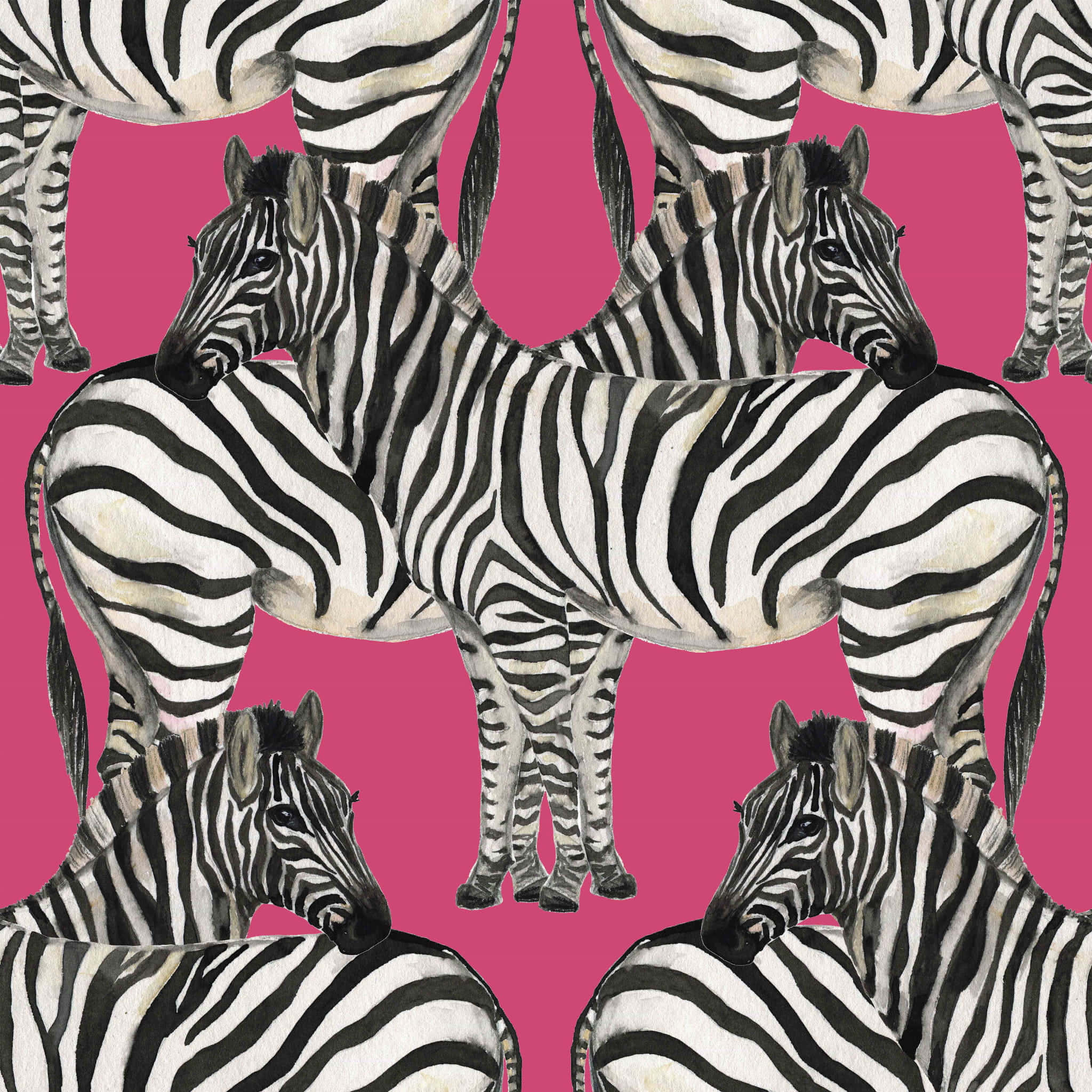Pink Zebra, zebra, black and white stripes, Full HD Desktop Wallpaper