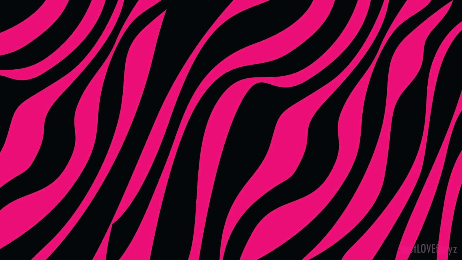 pink zebra, pink and black zebra print, vibrant pink, HD Desktop Wallpaper