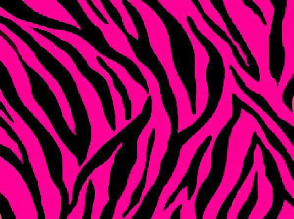 Pink Zebra, vibrant pink, bold black zebra stripes, SD Desktop Wallpaper