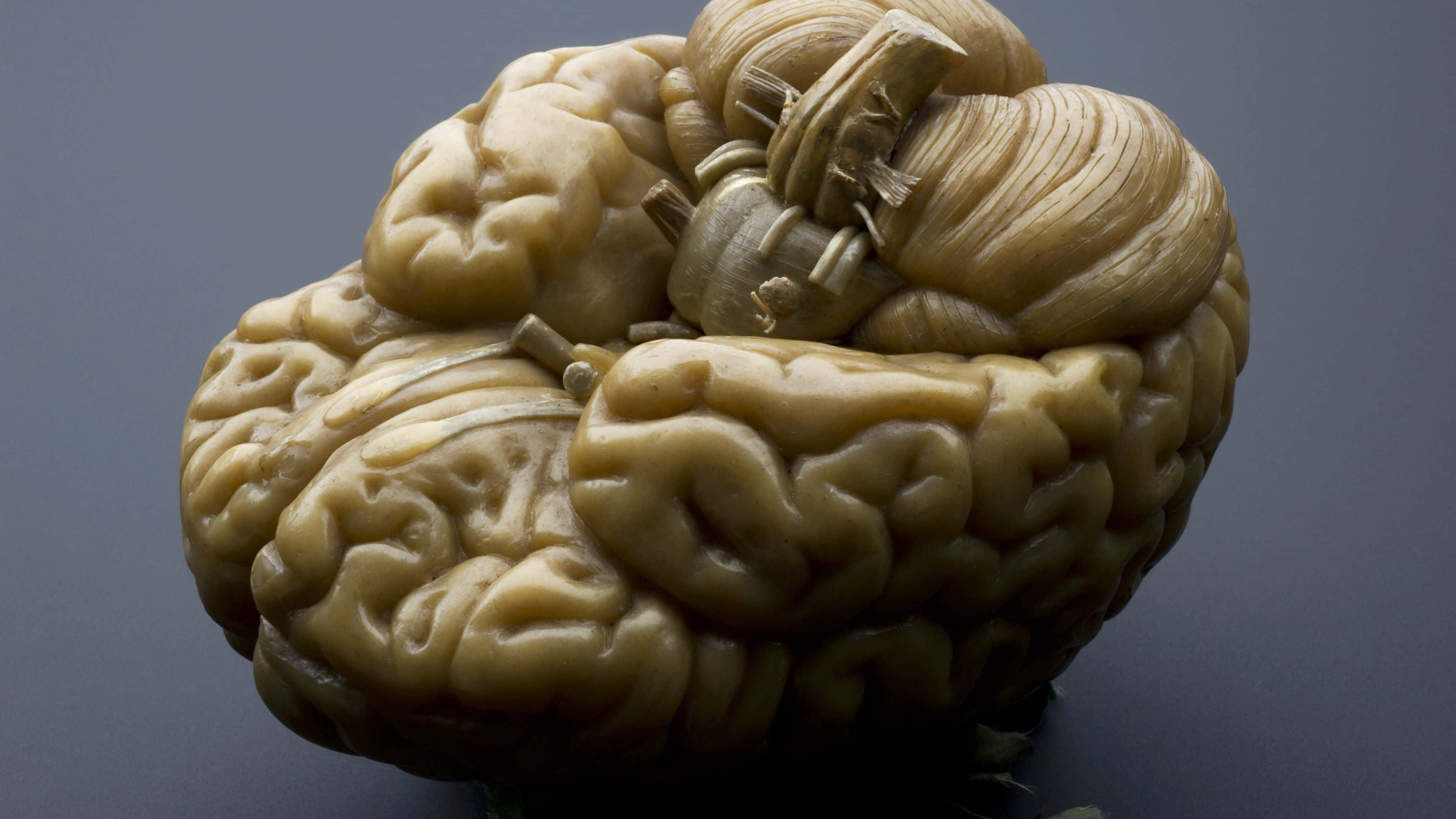 Brain, flower, mechanical gear, 4K Desktop Wallpaper