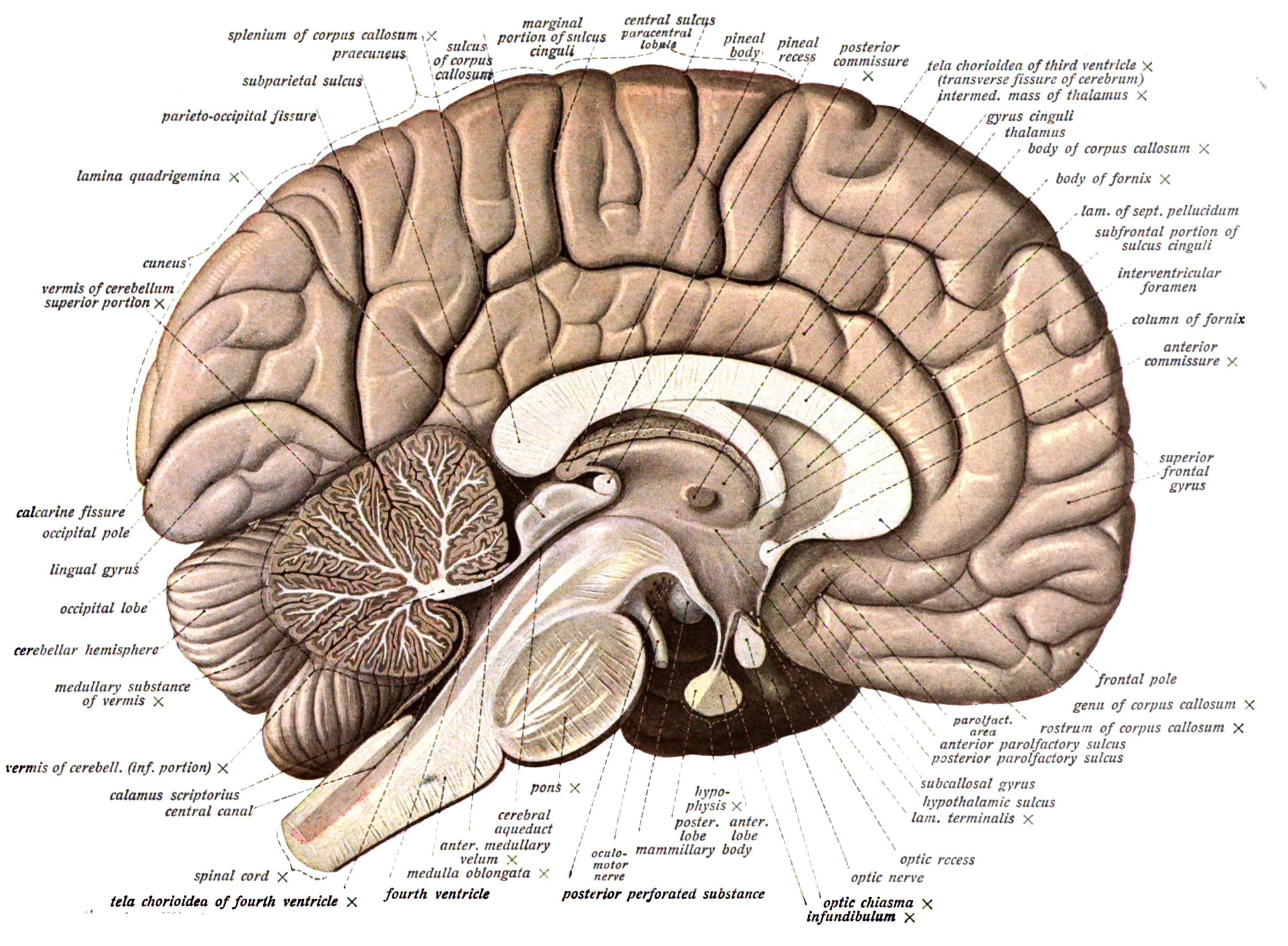 brain, human brain, anatomical illustration, 2K Desktop Wallpaper