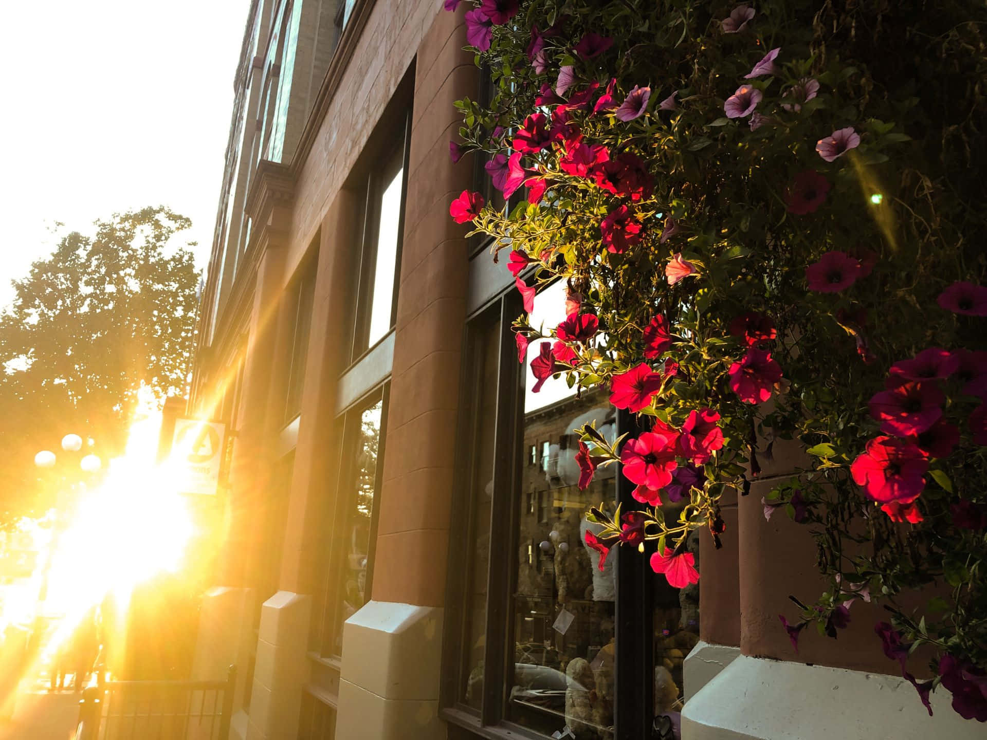 Pioneer Square Seattle, sunset, red petunias, Full HD Desktop Wallpaper