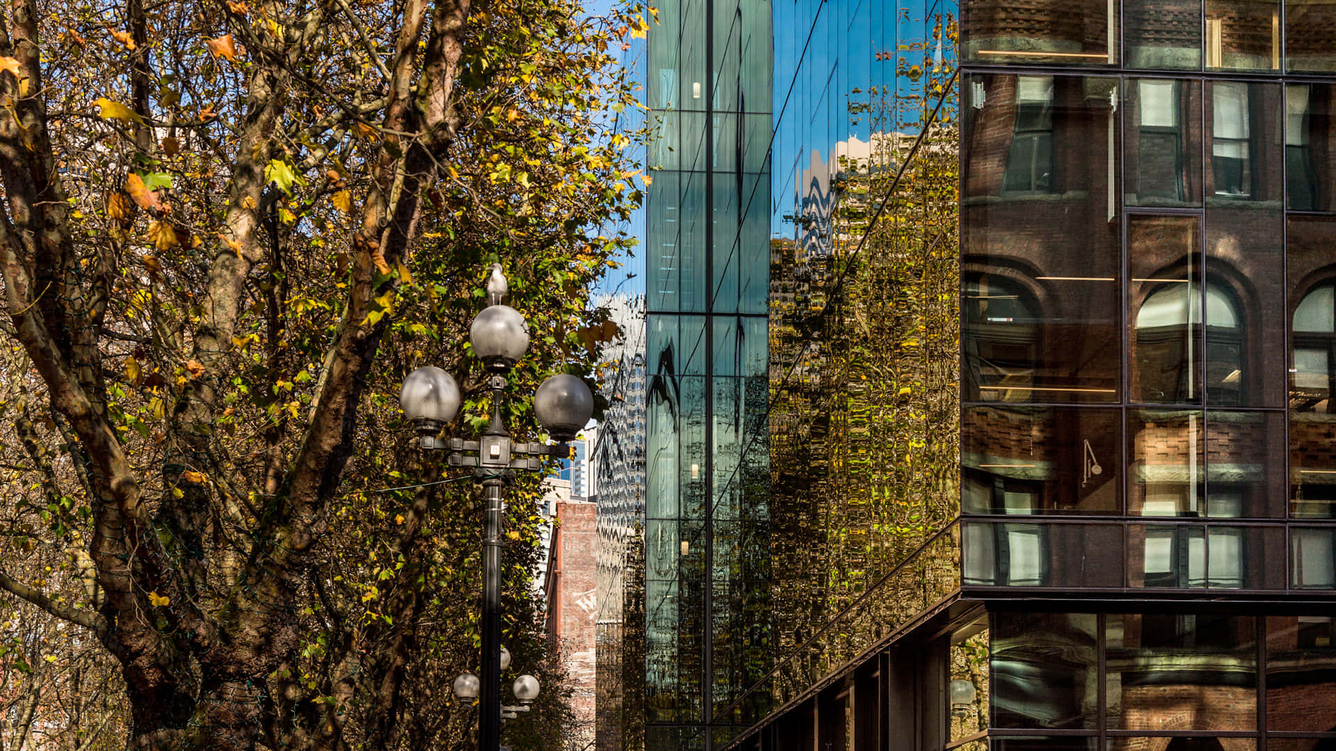 Pioneer Square Seattle, autumn tree, golden leaves, Full HD Desktop Wallpaper