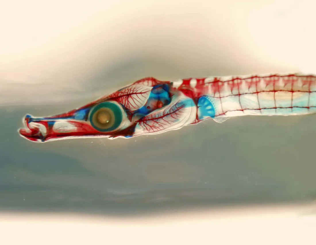 Pipefish