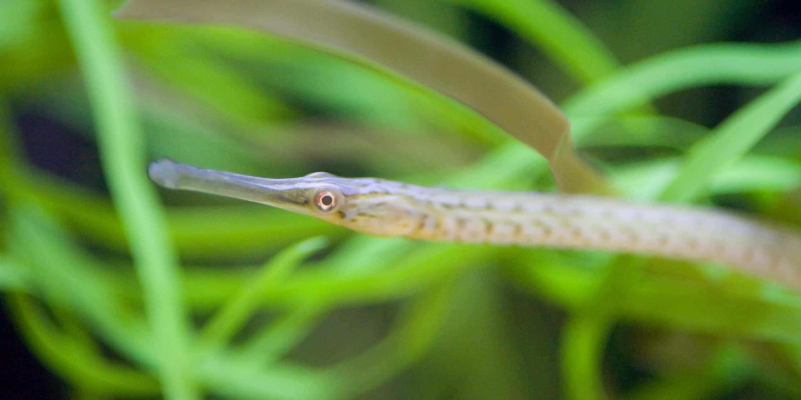 Pipefish, seagrass, vibrant green, 2K Desktop Wallpaper