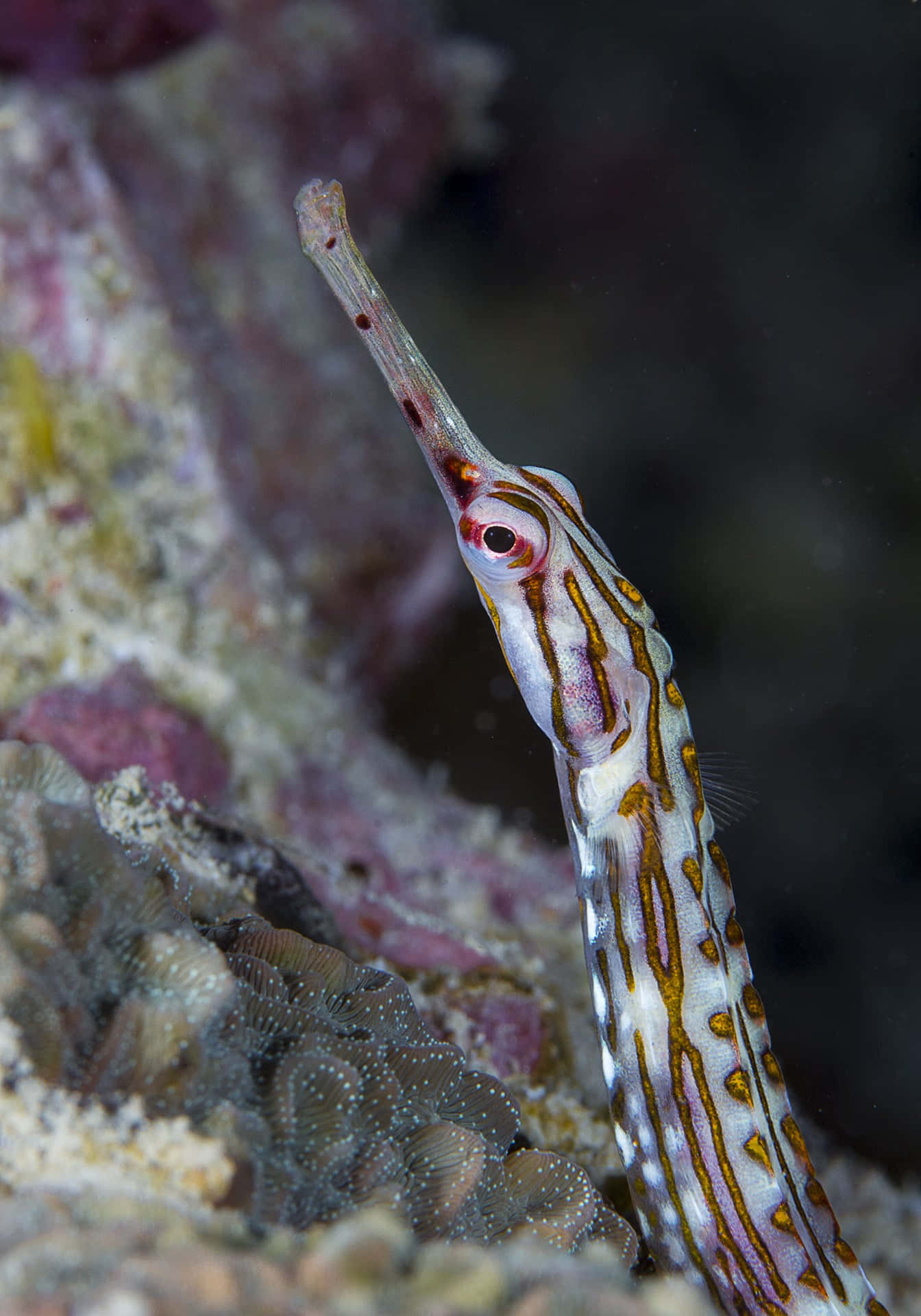 pipefish, striped orange and white body, coral reef, Full HD Phone Wallpaper