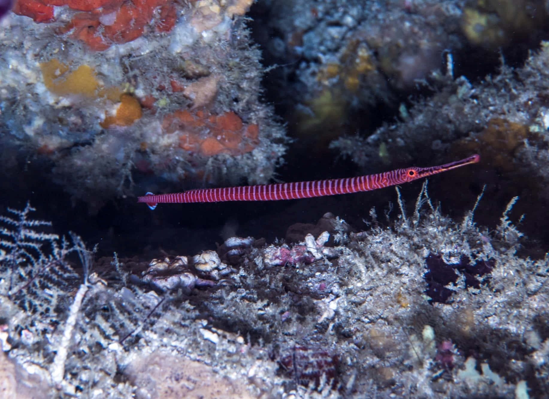 banded pipefish, coral reef, dusk, HD Desktop Wallpaper