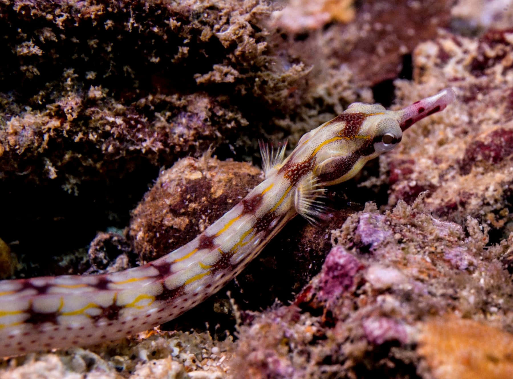 pipefish, yellow and brown stripes, textured coral, HD Desktop Wallpaper