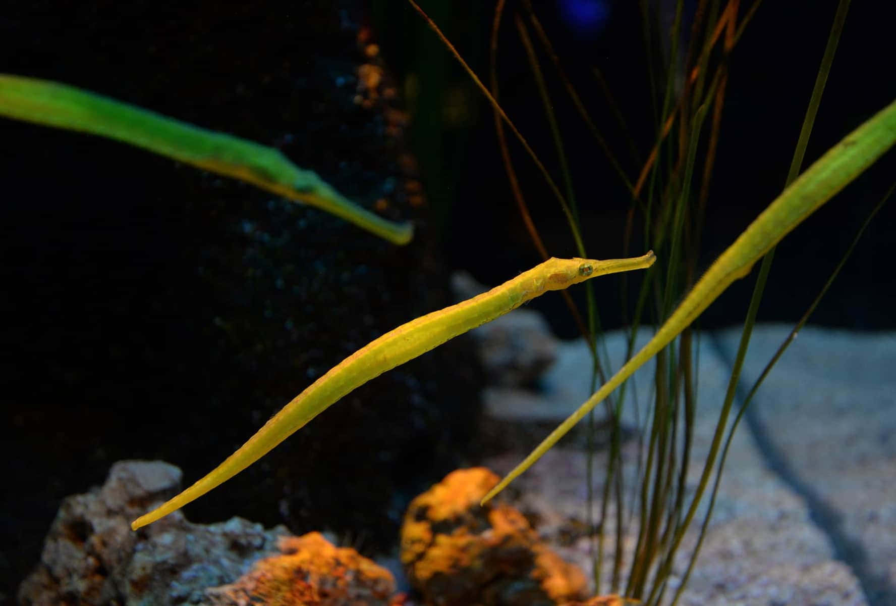 Green Pipefish, aquarium, tall green sea grasses, HD Desktop Wallpaper