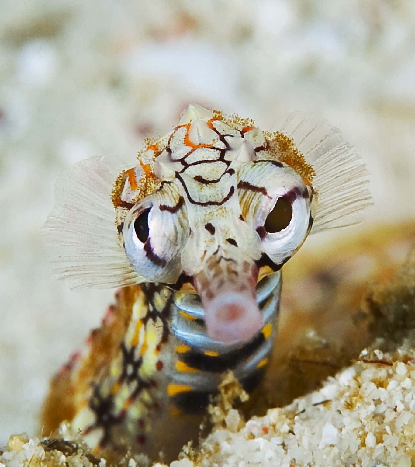 pipefish, pygmy seahorse, colorful, HD Phone Wallpaper