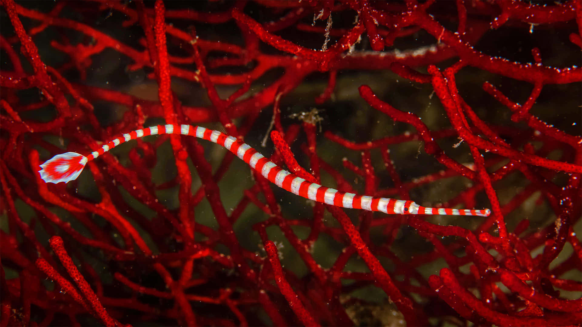 pipefish, red and white striped, vibrant red coral, Full HD Desktop Wallpaper