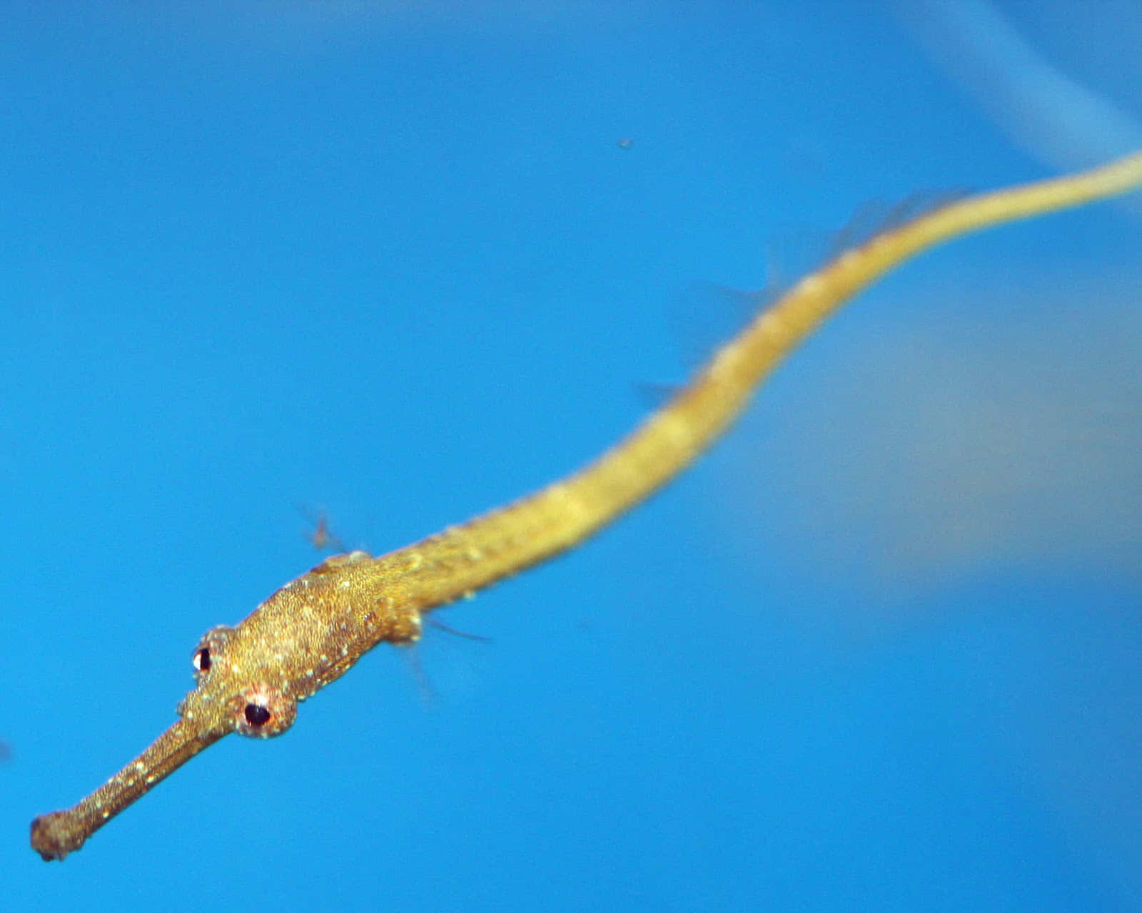 yellow pipefish, blue water, slender, HD Desktop Wallpaper