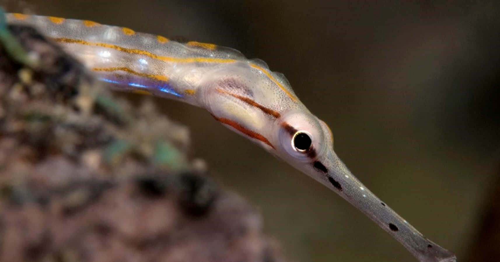 pipefish, translucent, orange stripes, HD Desktop Wallpaper
