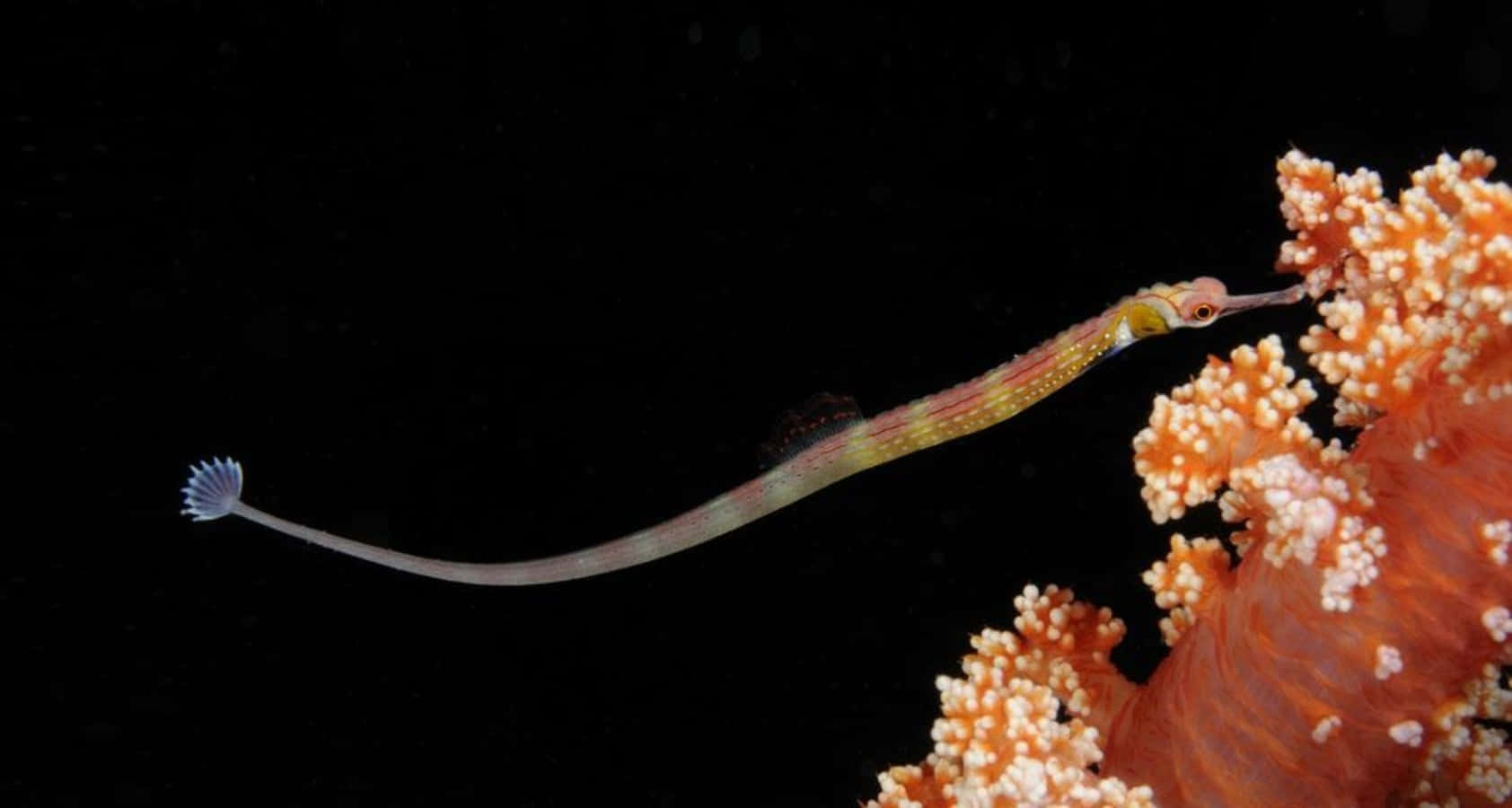 Pipefish, vibrant orange coral, black ocean backdrop, HD Desktop Wallpaper