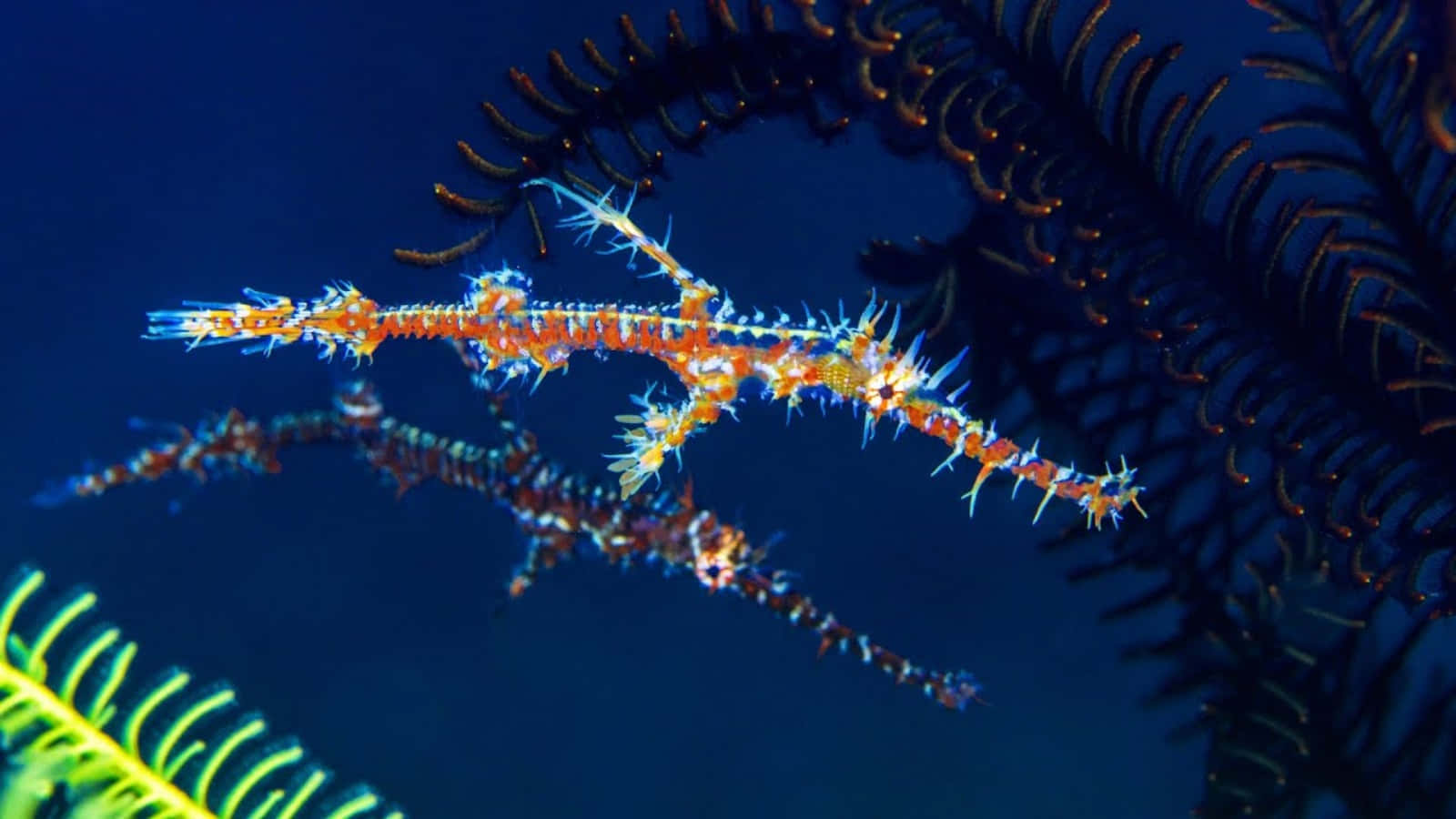 Pipefish, underwater wilderness, vibrant orange and blue leafy seadragon, HD Desktop Wallpaper
