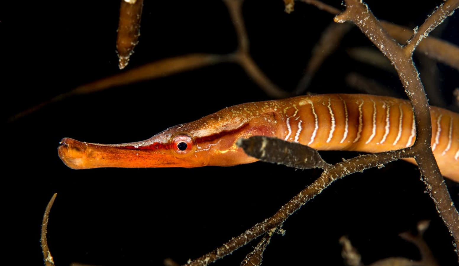 Pipefish, vibrant orange, white stripes, HD Desktop Wallpaper