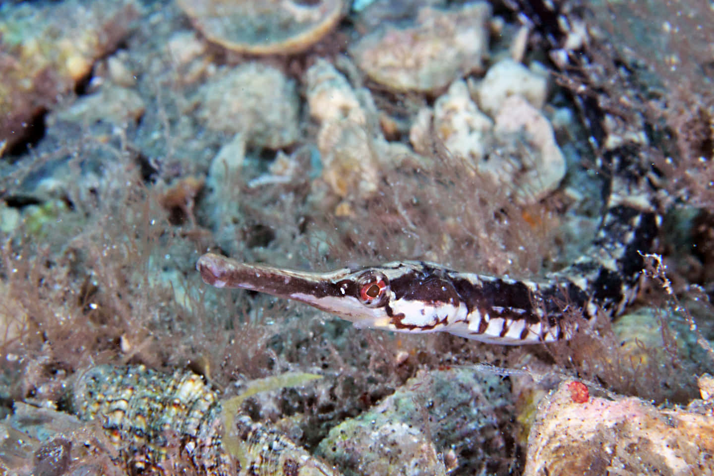 Pipefish, black and white stripes, textured coral, HD Desktop Wallpaper