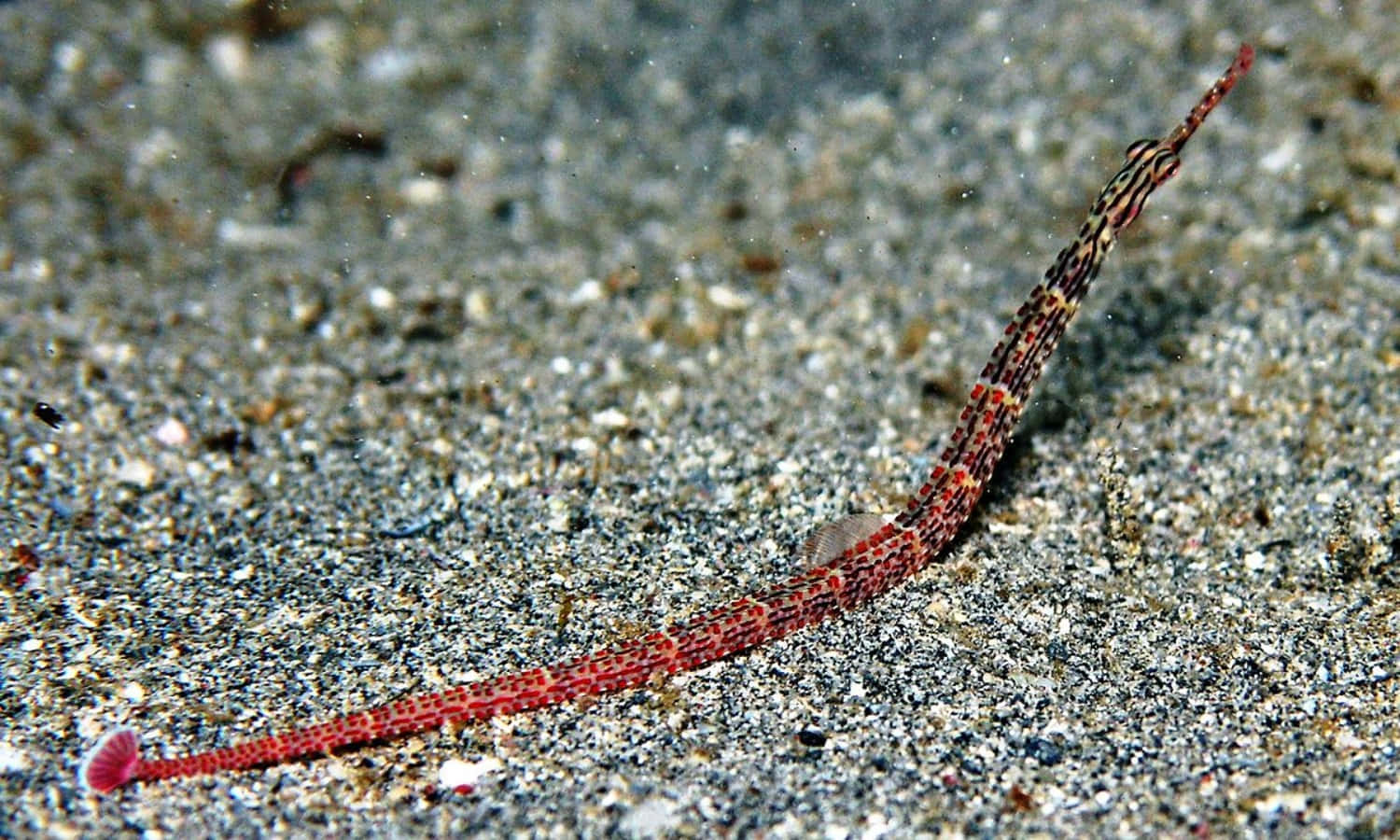 vibrant pipefish, red and black pipefish, sandy ocean floor, HD Desktop Wallpaper