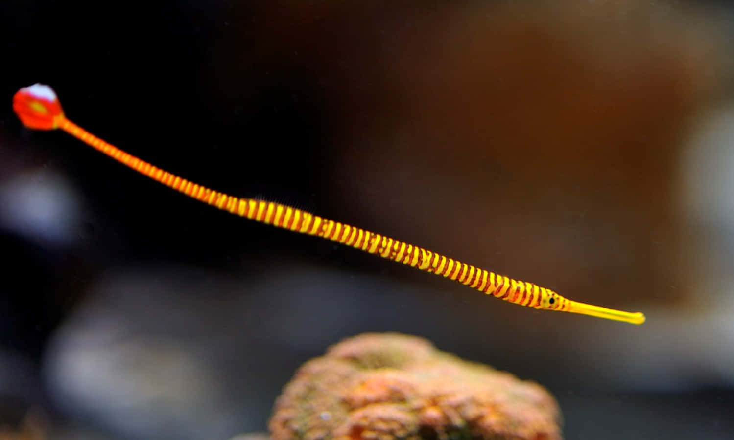 pipefish, coral reef, deep water, HD Desktop Wallpaper