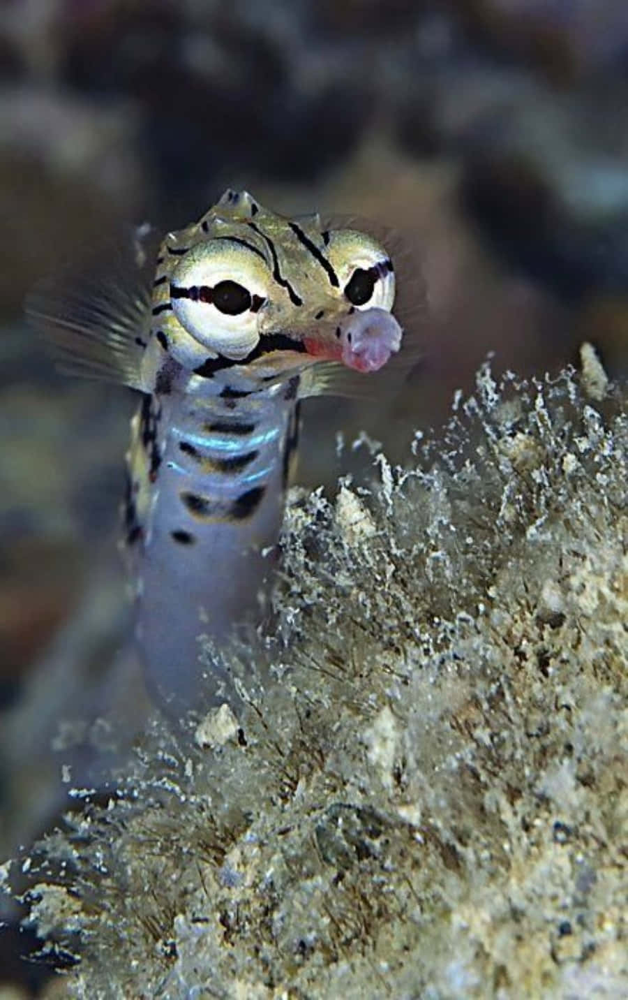 Pipefish, striped seahorse, large eyes, HD Phone Wallpaper