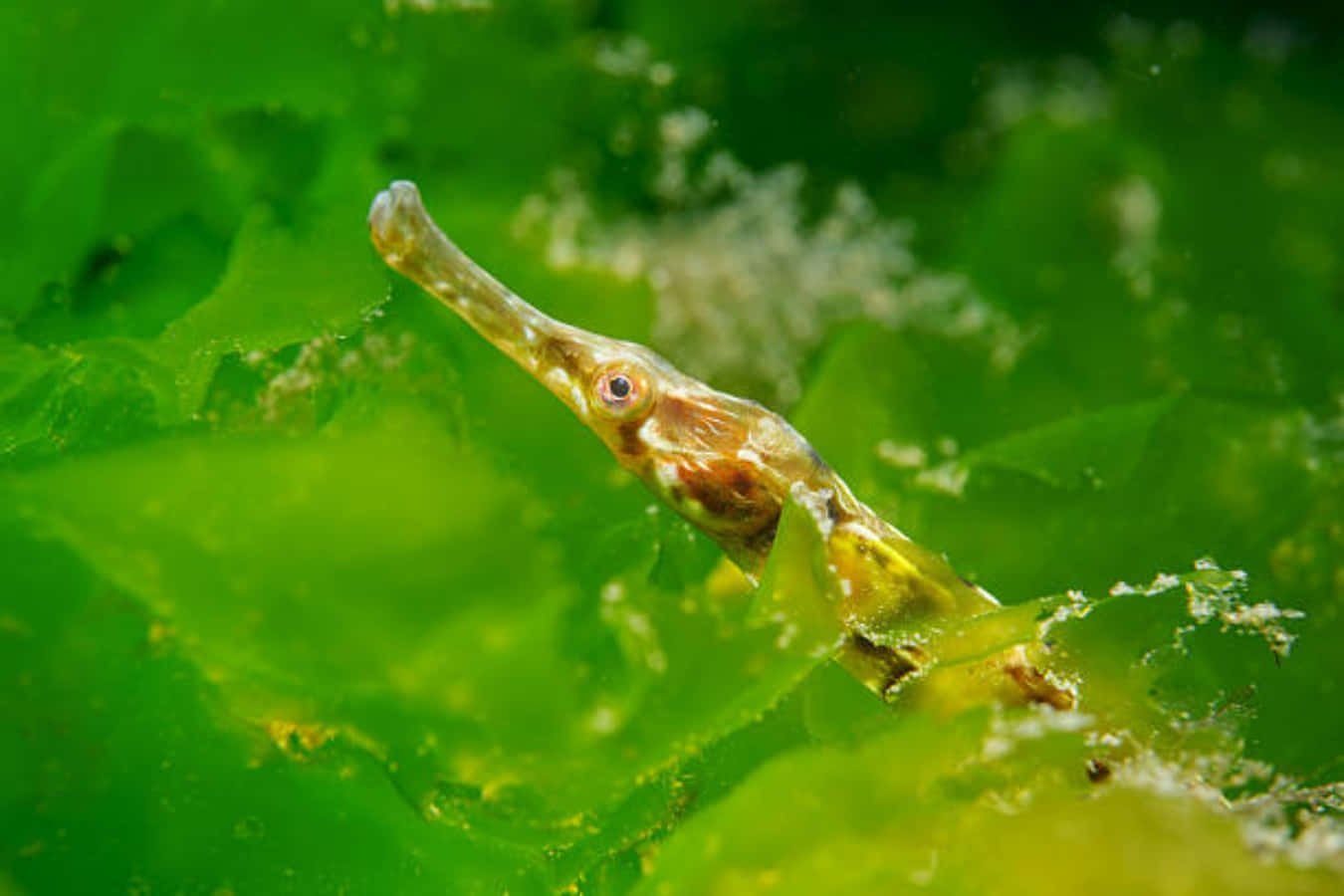 Pipefish, vibrant green seaweed, clear underwater waters, HD Desktop Wallpaper