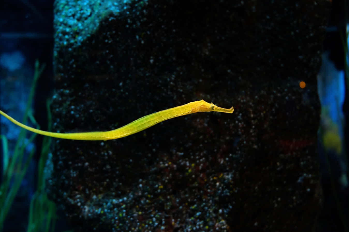 yellow pipefish, aquarium, dark textured rock, HD Desktop Wallpaper