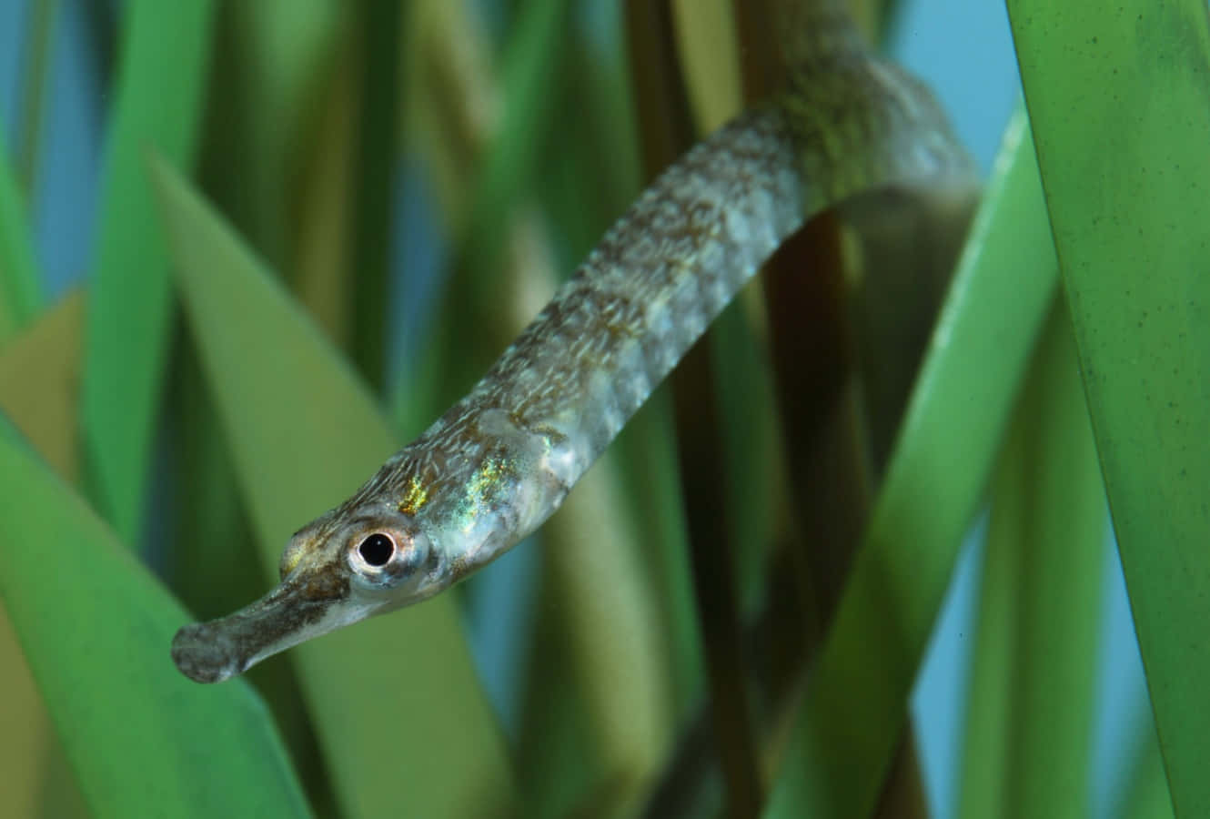 Pipefish, seagrass, slender, HD Desktop Wallpaper