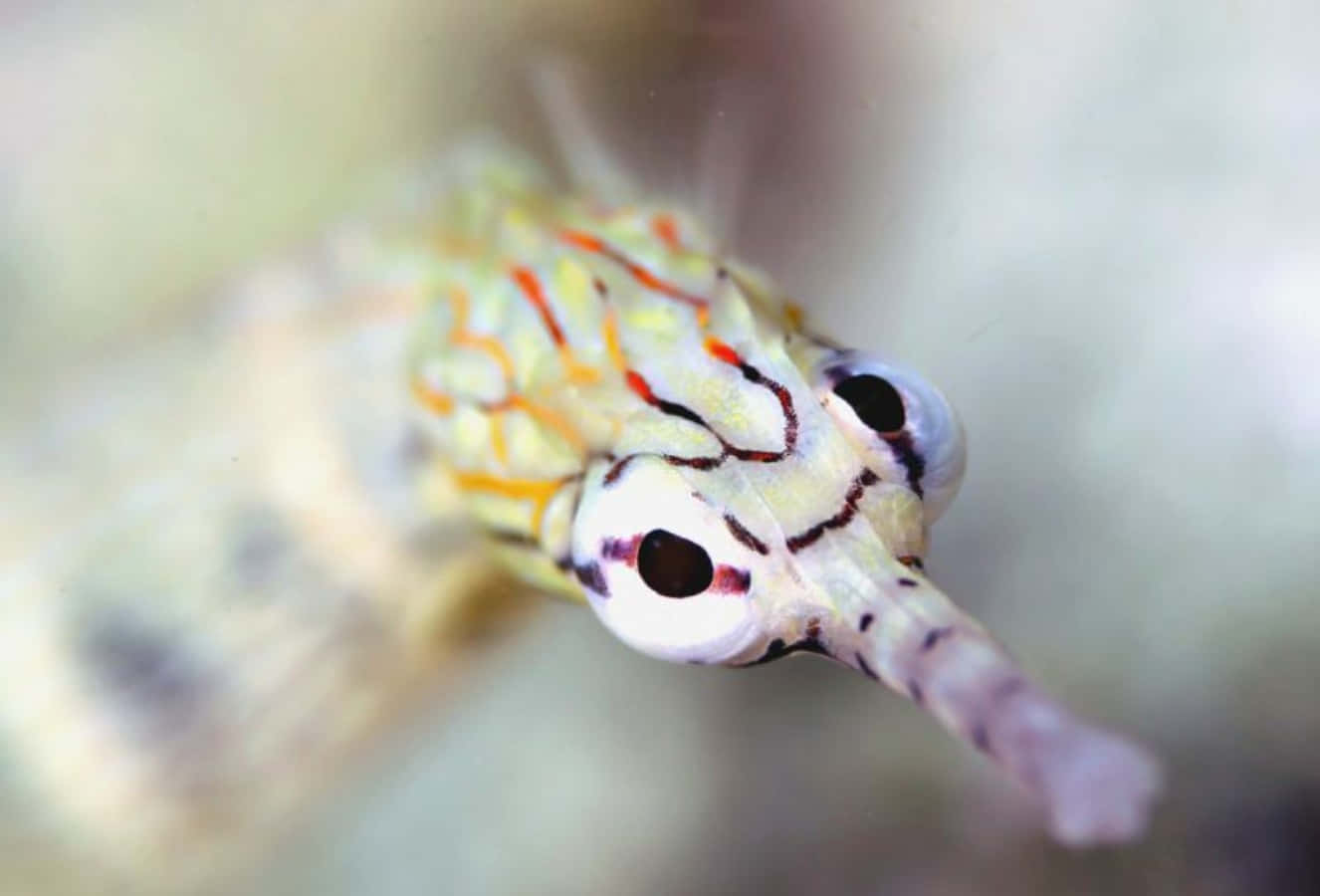 colorful pipefish, orange and black patterns, soft-focus underwater surroundings, HD Desktop Wallpaper