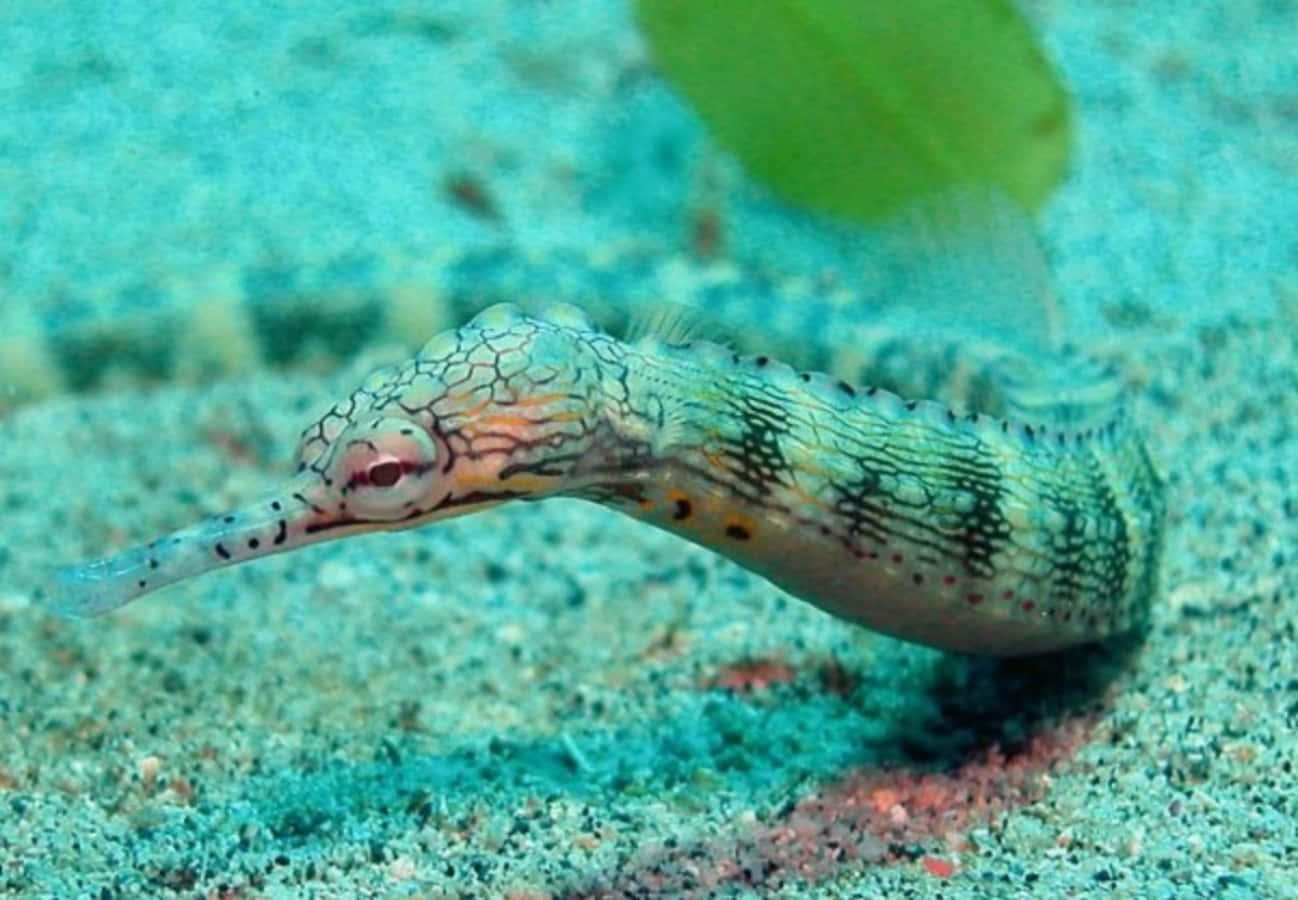 colorful pipefish, sandy ocean floor, soft blue-green water, HD Desktop Wallpaper