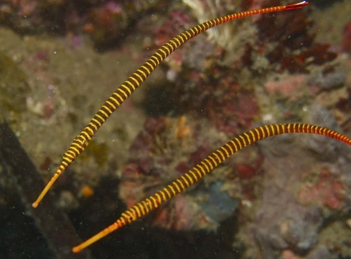 vibrantly colored pipefish, yellow and black striped pipefish, coral reef, SD Desktop Wallpaper
