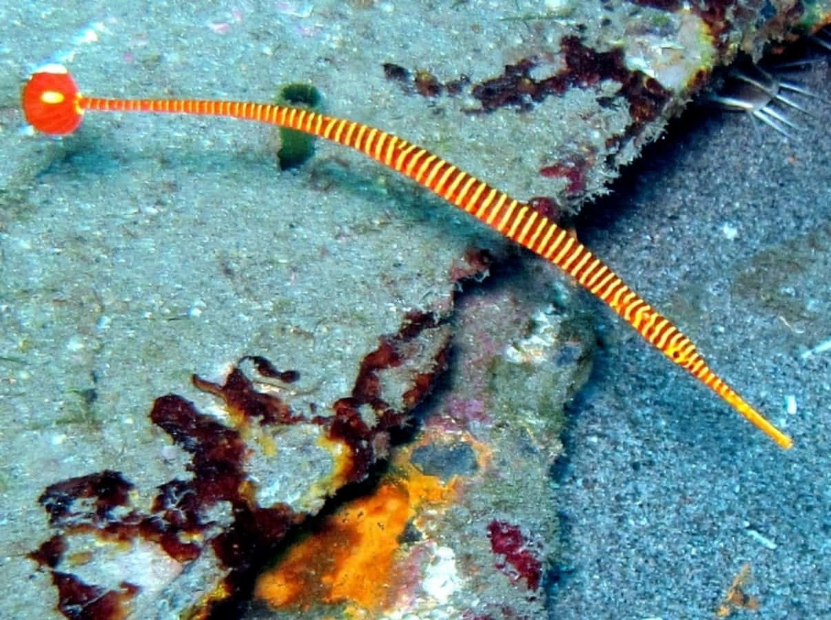 pipefish, vibrant orange and yellow striped, textured sandy ocean floor, SD Desktop Wallpaper