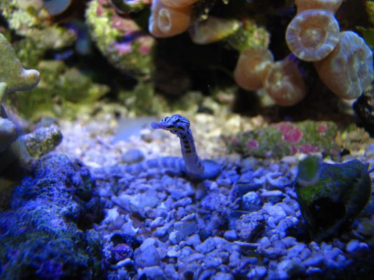Pipefish, blue and white stripes, blue gravel, SD Desktop Wallpaper