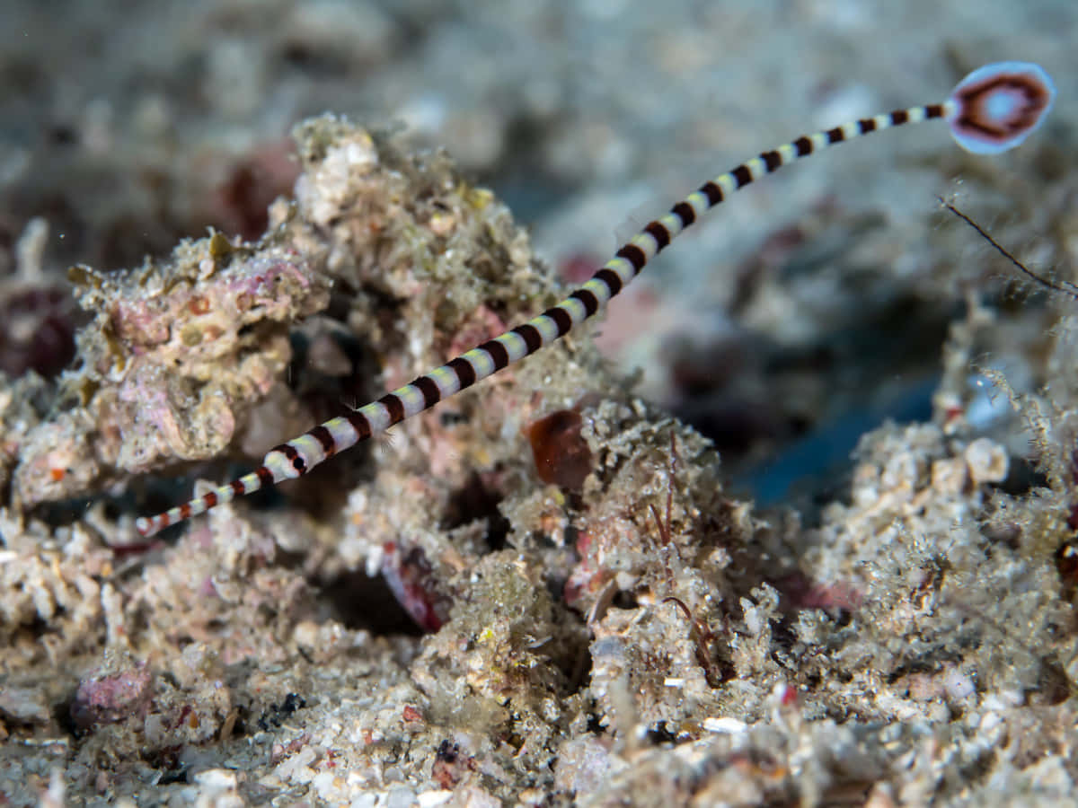 banded pipefish, black white and red stripes, textured coral reef floor, SD Desktop Wallpaper