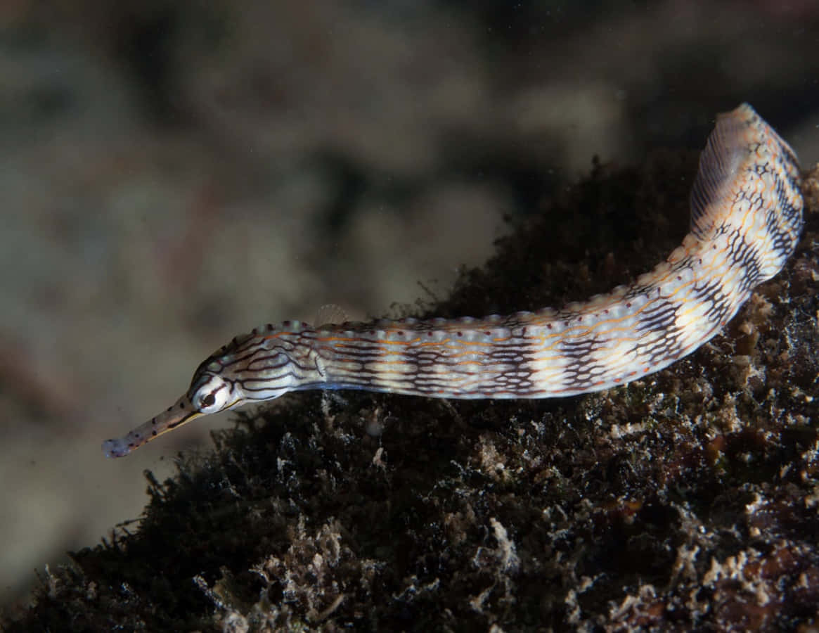 pipefish, striped patterns, dark textured coral reef, SD Desktop Wallpaper
