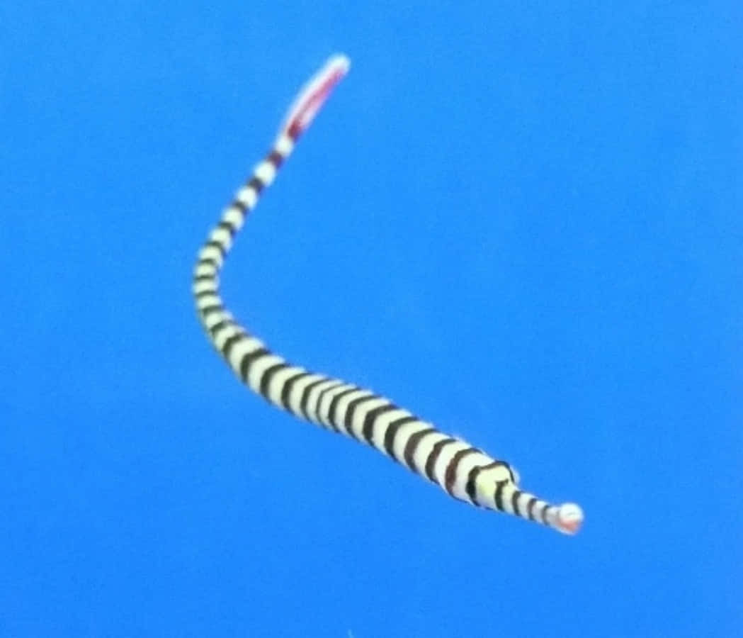 banded pipefish, blue background, clear blue water, SD Desktop Wallpaper