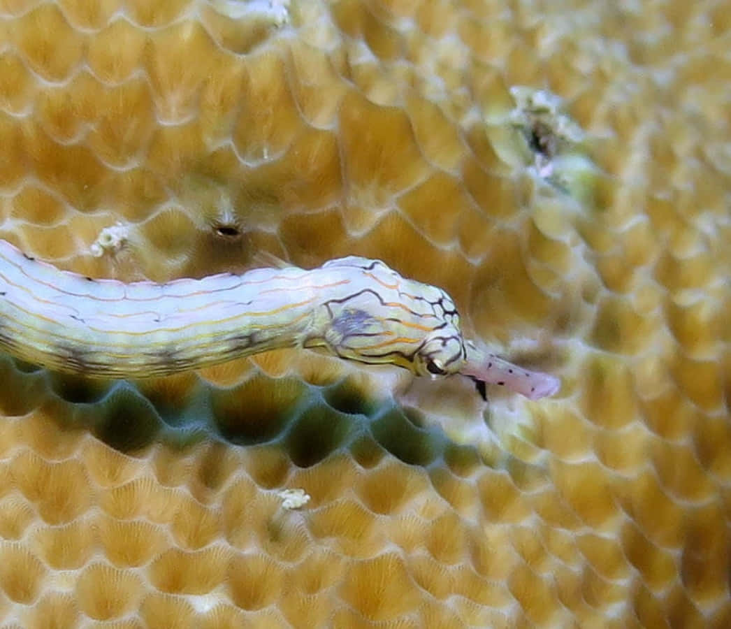 pipefish, striped patterns, textured orange coral, SD Desktop Wallpaper
