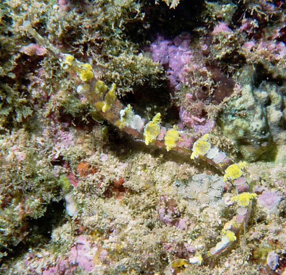 colorful pipefish, coral reef, vibrant yellow and brown pipefish, SD Desktop Wallpaper