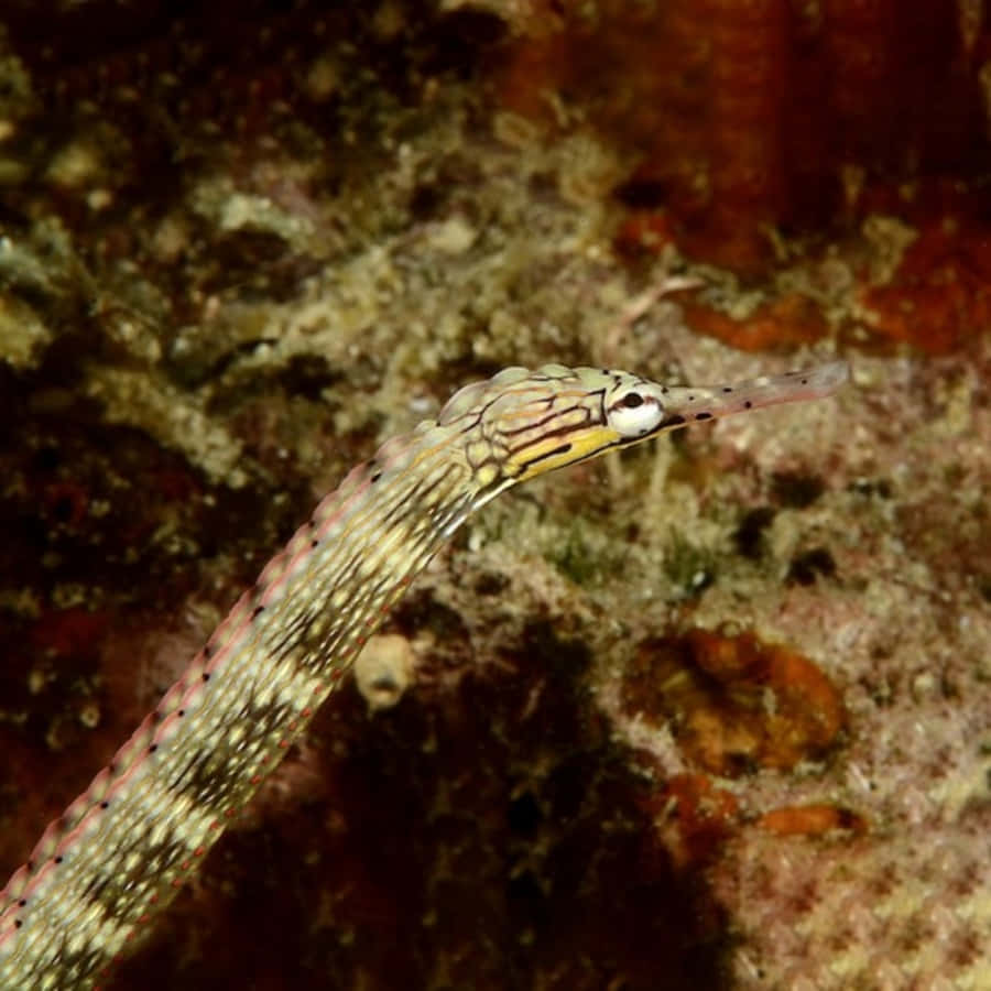 pipefish, striped patterns, textured coral reef, SD Desktop Wallpaper