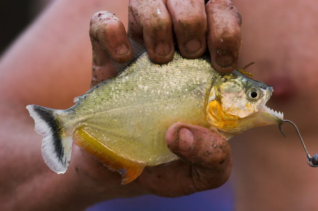Piranha