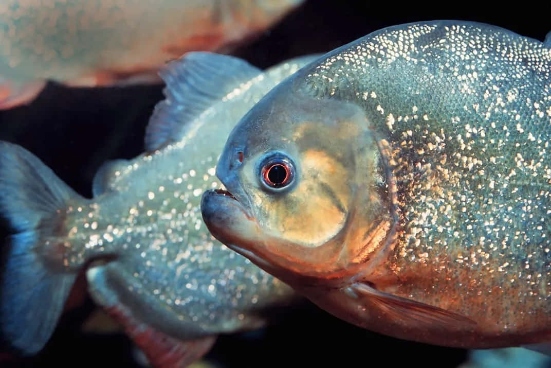 piranha, shimmering silver scales, intense red eye, SD Desktop Wallpaper
