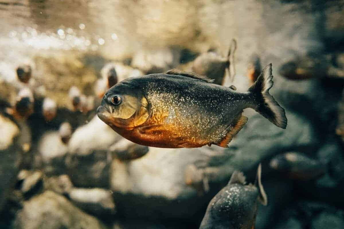 piranha, clear water, rocky surroundings, SD Desktop Wallpaper