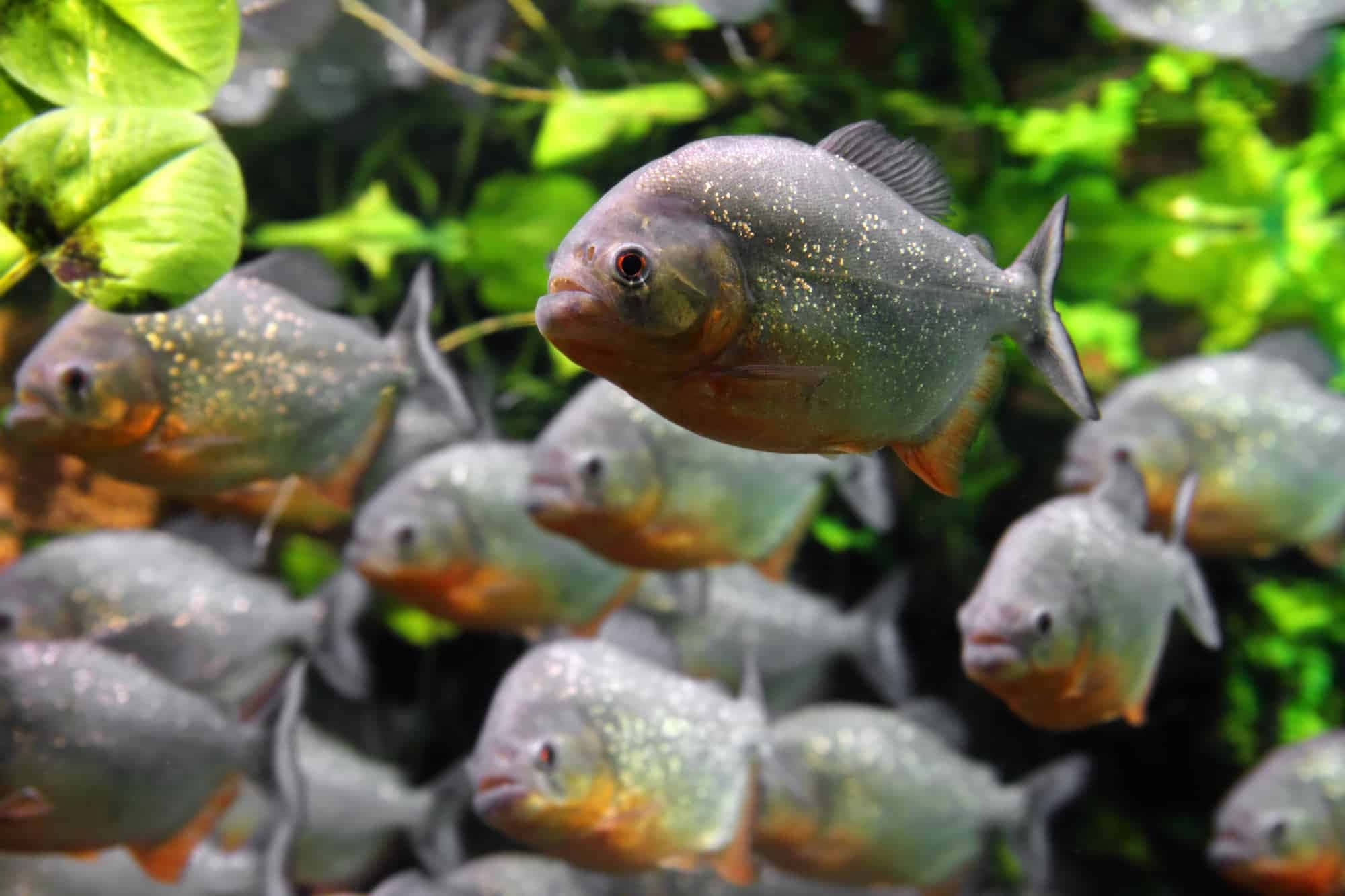 school of piranhas, silver, orange bellies, Full HD Desktop Wallpaper