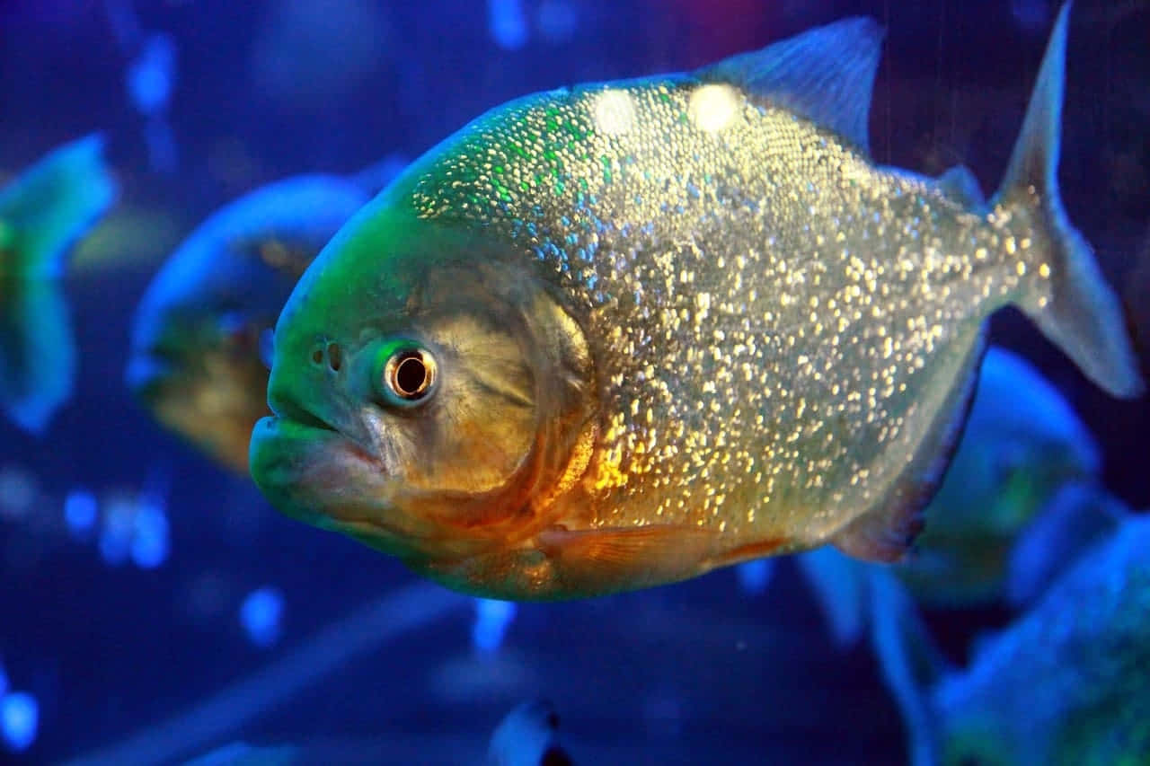 shimmering piranha, iridescent scales, blue aquarium lighting, HD Desktop Wallpaper