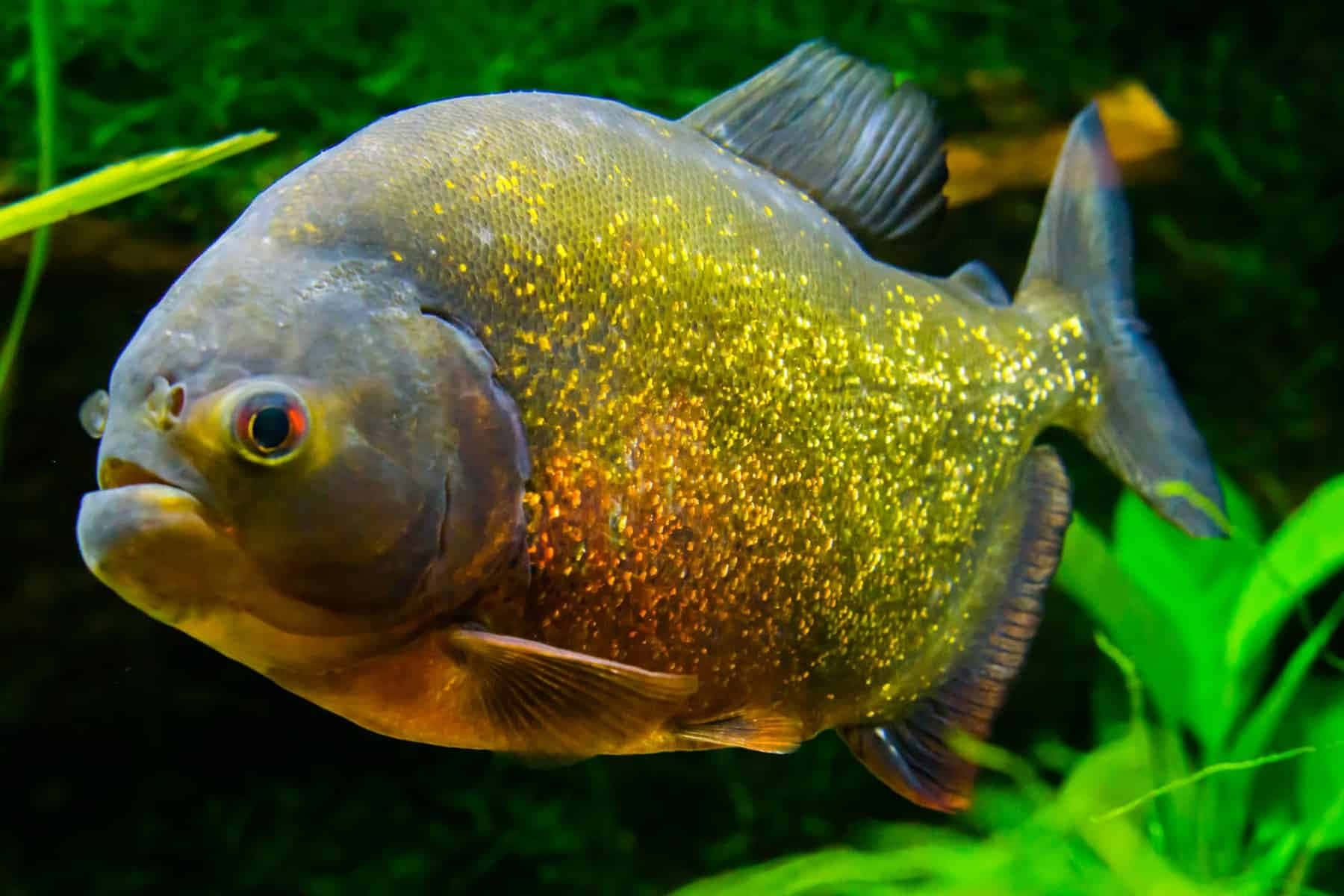 golden piranha, glittering scales, lush green aquatic plants, HD Desktop Wallpaper