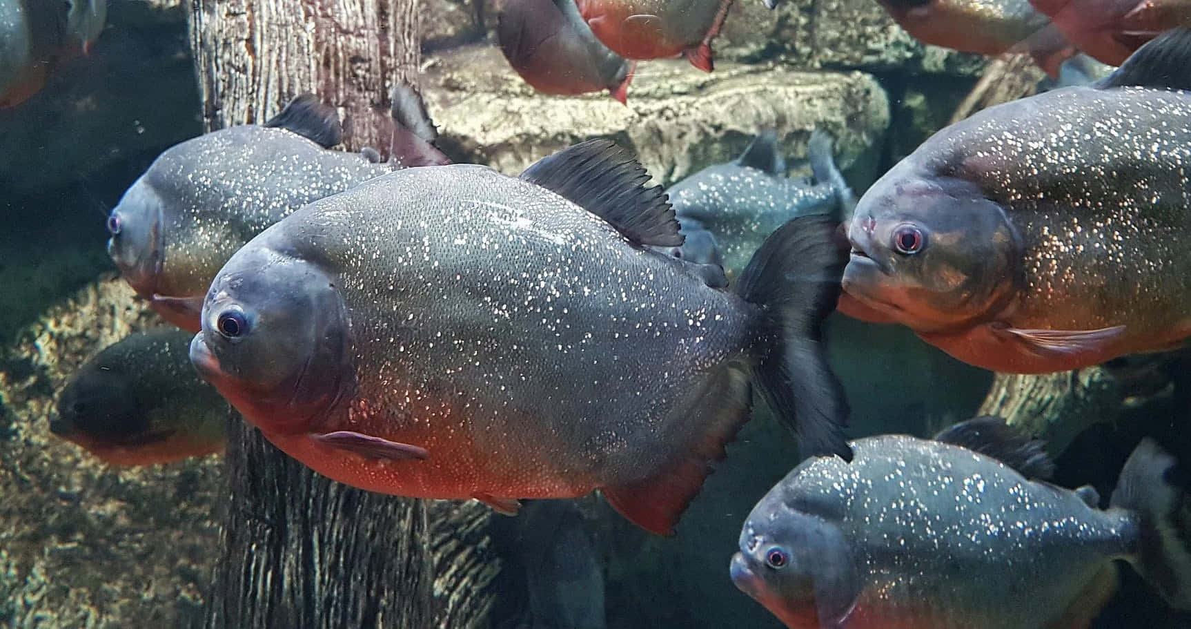 red bellied piranhas, schooling, silver, HD Desktop Wallpaper