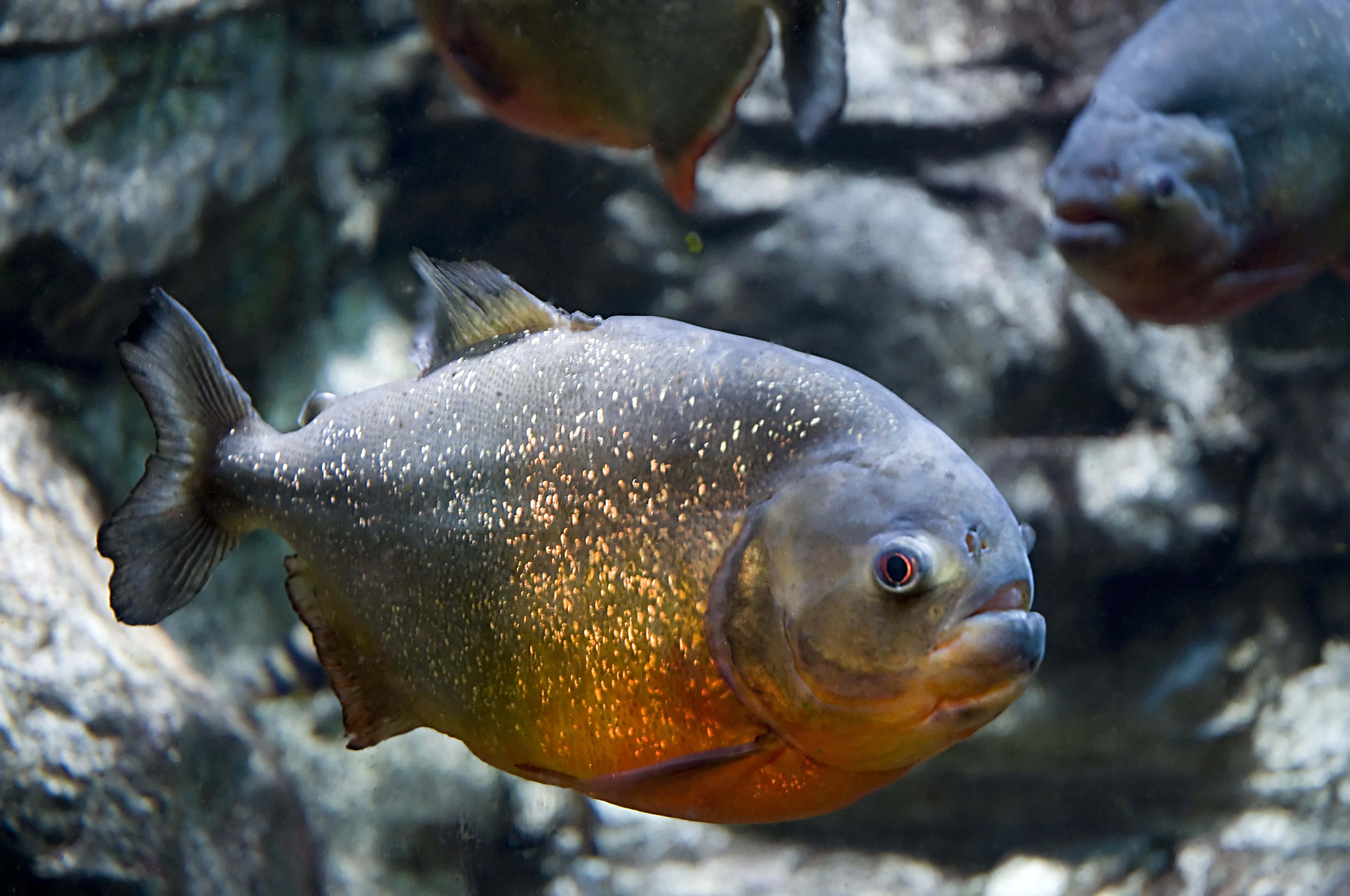 piranha, shimmering silver and orange scales, rocky underwater terrain, 4K Desktop Wallpaper
